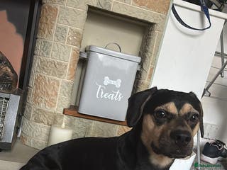 Mixed Breed dogs Small mixed breed boy - Advert 12