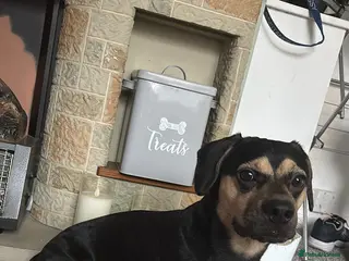 Mixed Breed dogs Small mixed breed boy - Advert 12