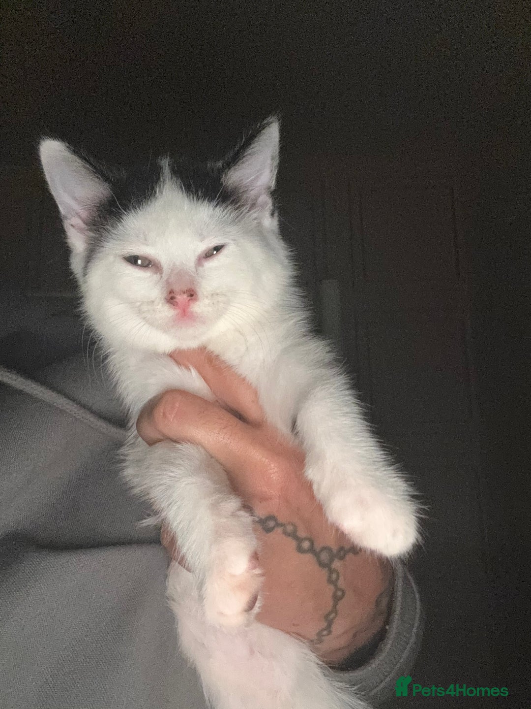 Mixed Breed cats for sale: Mixed Russian blue  - Advert 4