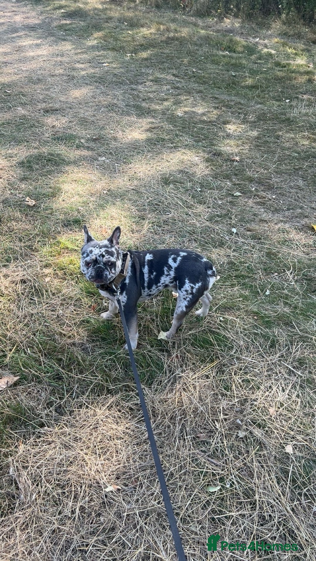 French Bulldog dogs for sale: 1 year old French bulldog.  - Image 4