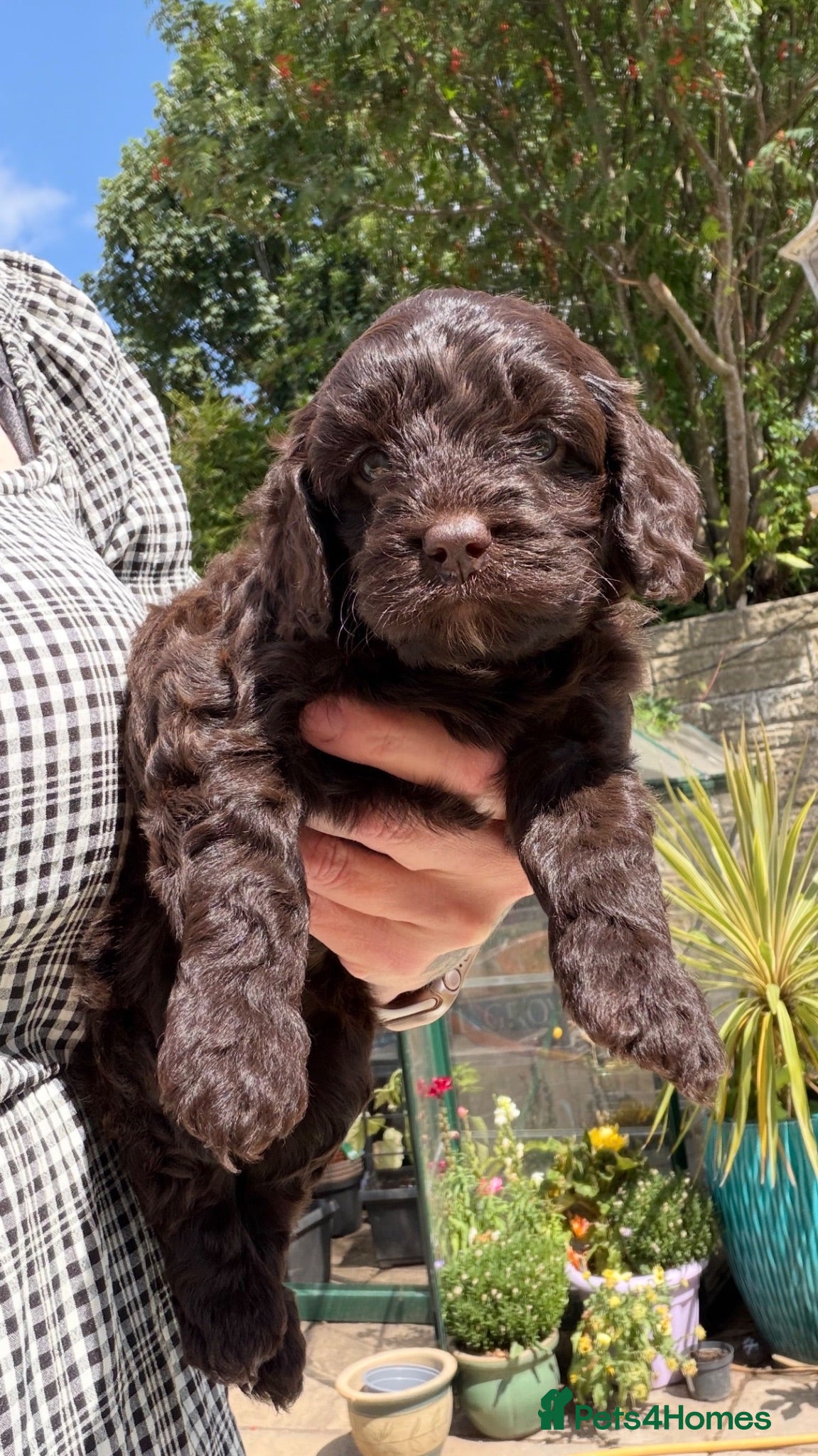 Cavapoo dogs Genetically health tested chocolate Cavapoos  - Advert 7