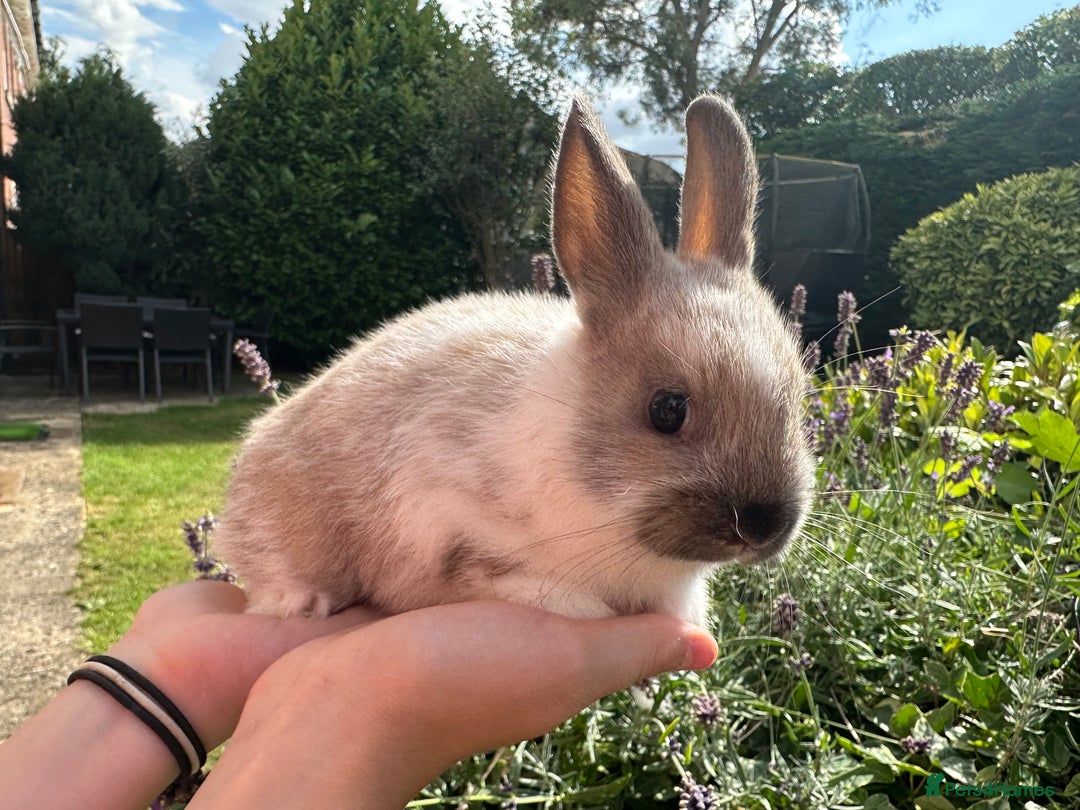 Netherland Dwarf rabbits for sale: SHOW QUALITY PURE BRED NETHERLAND DWARF - Image 9