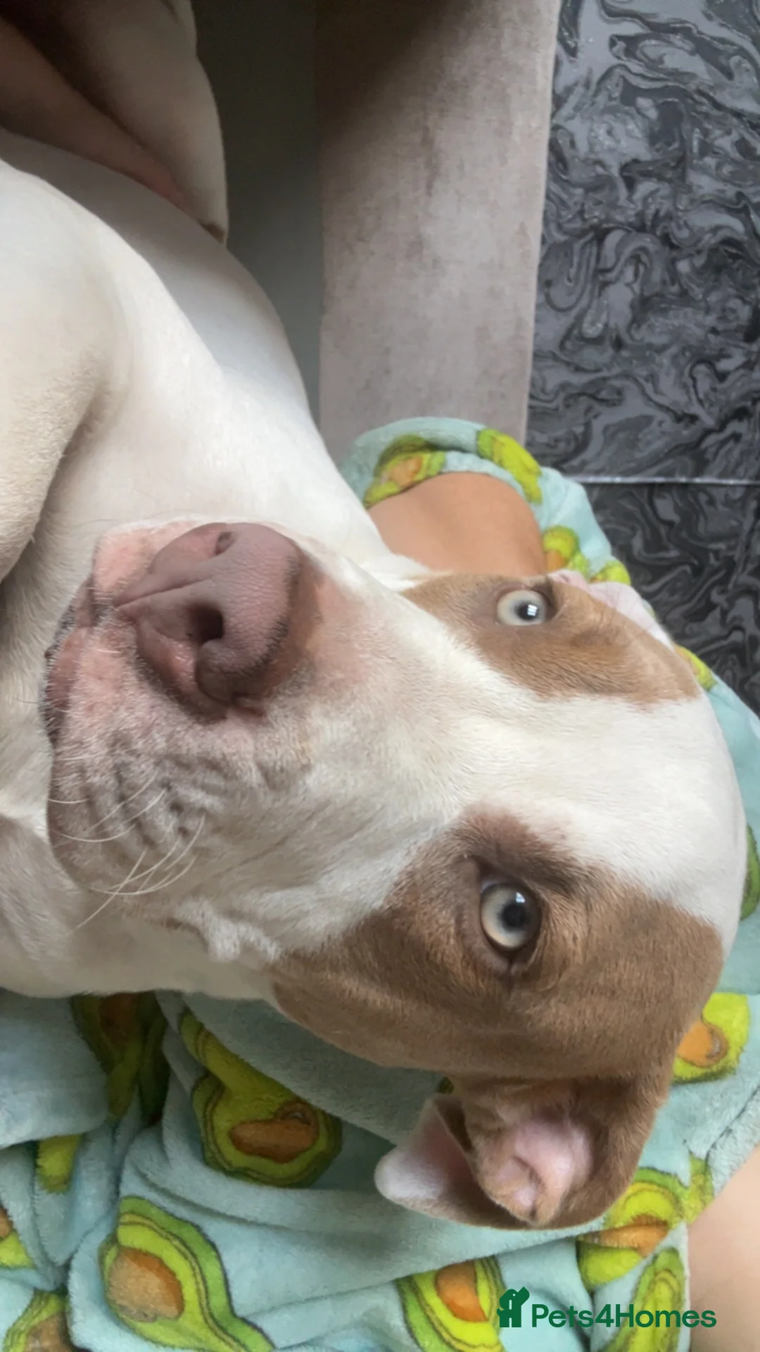 Staffordshire Bull Terrier dogs for sale: Roxy looking for new home in Maidenhead - Advert 2