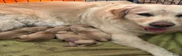 Golden Retriever dogs for sale: Golden Retriever puppies in Mansfield - Advert 6