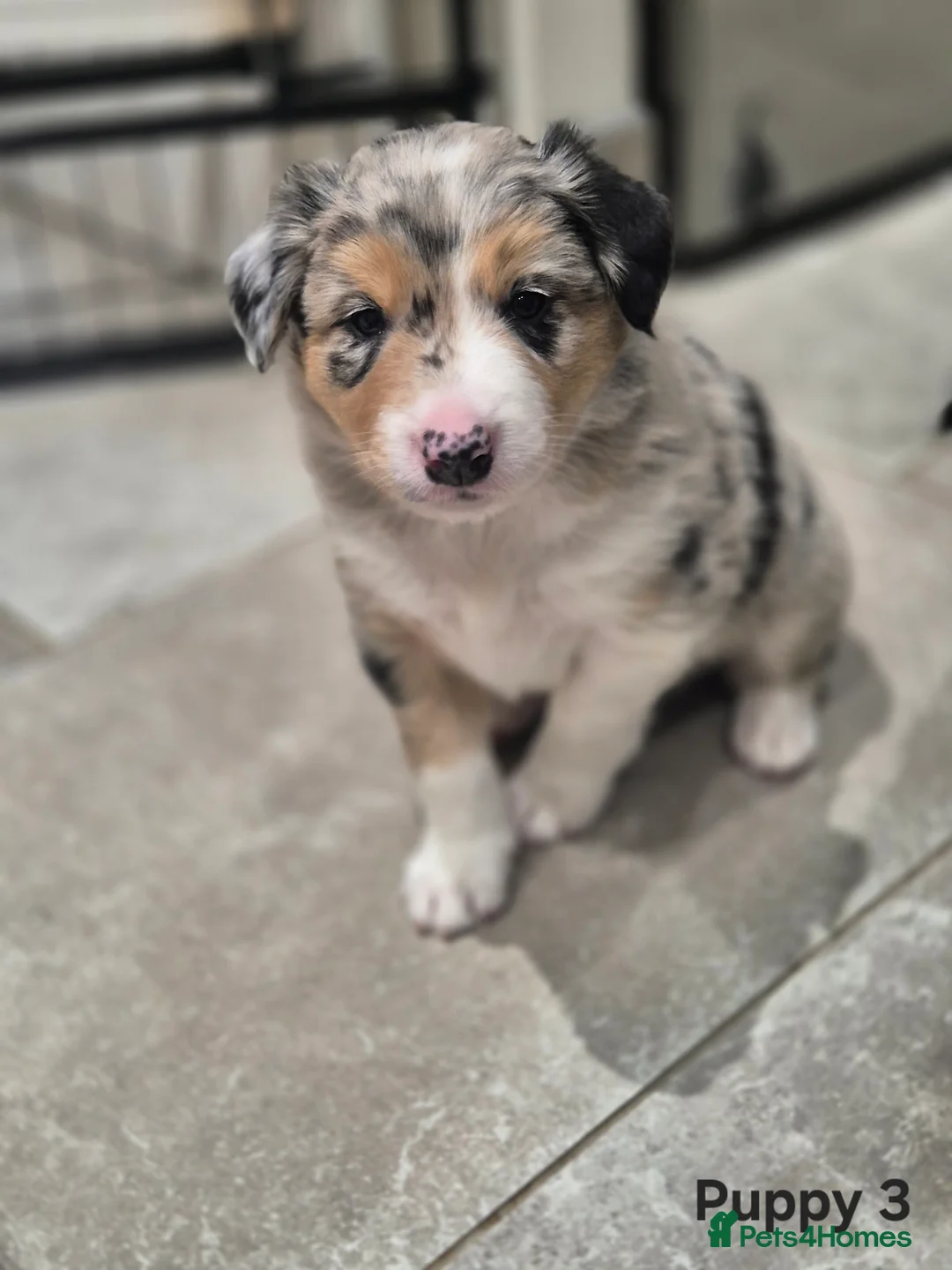 Border Collie dogs for sale: Beautiful Border Collies. Parents DNA tested.  - Advert 28