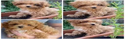 Maltipoo dogs for sale: RARE Asian teddy face maltipoo male puppy  **  - Advert 6