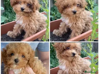 Maltipoo dogs RARE Tiny teddy face Asian maltipoo male puppy - Advert 15