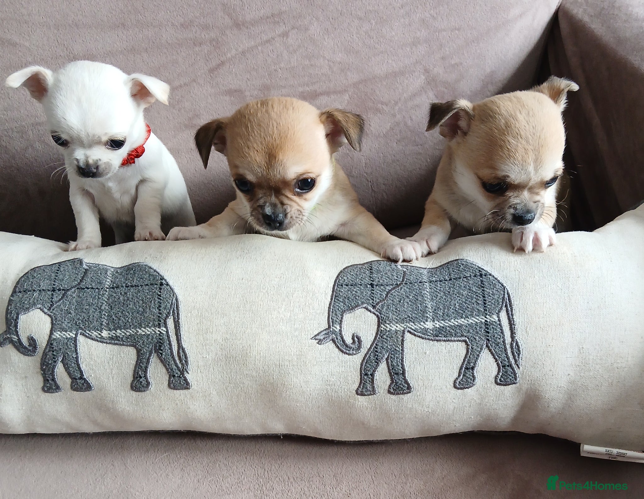 Chihuahua dogs Short haired tiny chihuahua pups ready now - Advert 4
