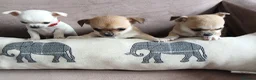 Chihuahua dogs for sale: Short haired tiny chihuahua pups ready now - Advert 1
