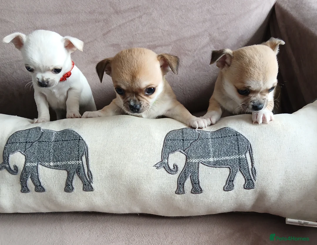 Chihuahua dogs for sale: Short haired tiny chihuahua pups ready now - Advert 1