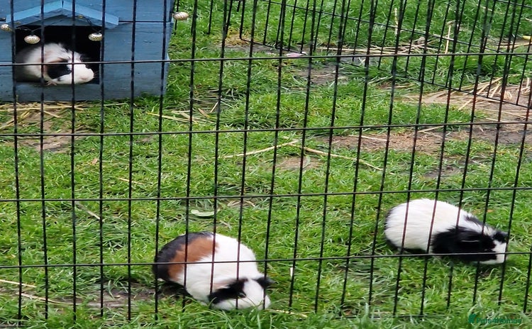 Guinea Pig rodents - Advert 1