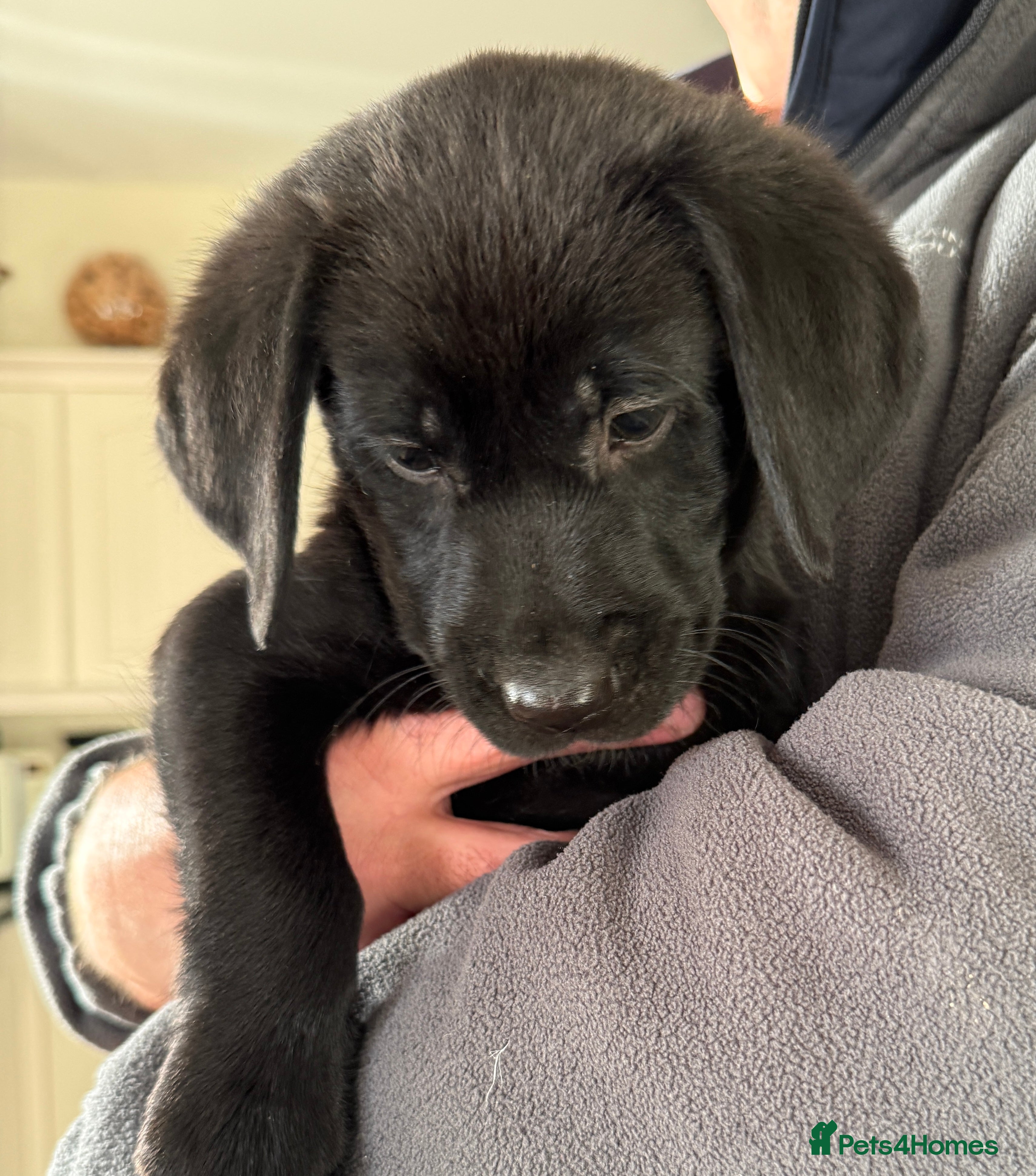 Labrador Retriever dogs Perfect Litter of 5th Generation Labrador Puppies - Advert 12