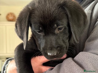 Labrador Retriever dogs Perfect Litter of 5th Generation Labrador Puppies - Advert 4