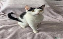 Domestic Shorthair cats for sale: domesticated shorthair kittens - Image 13