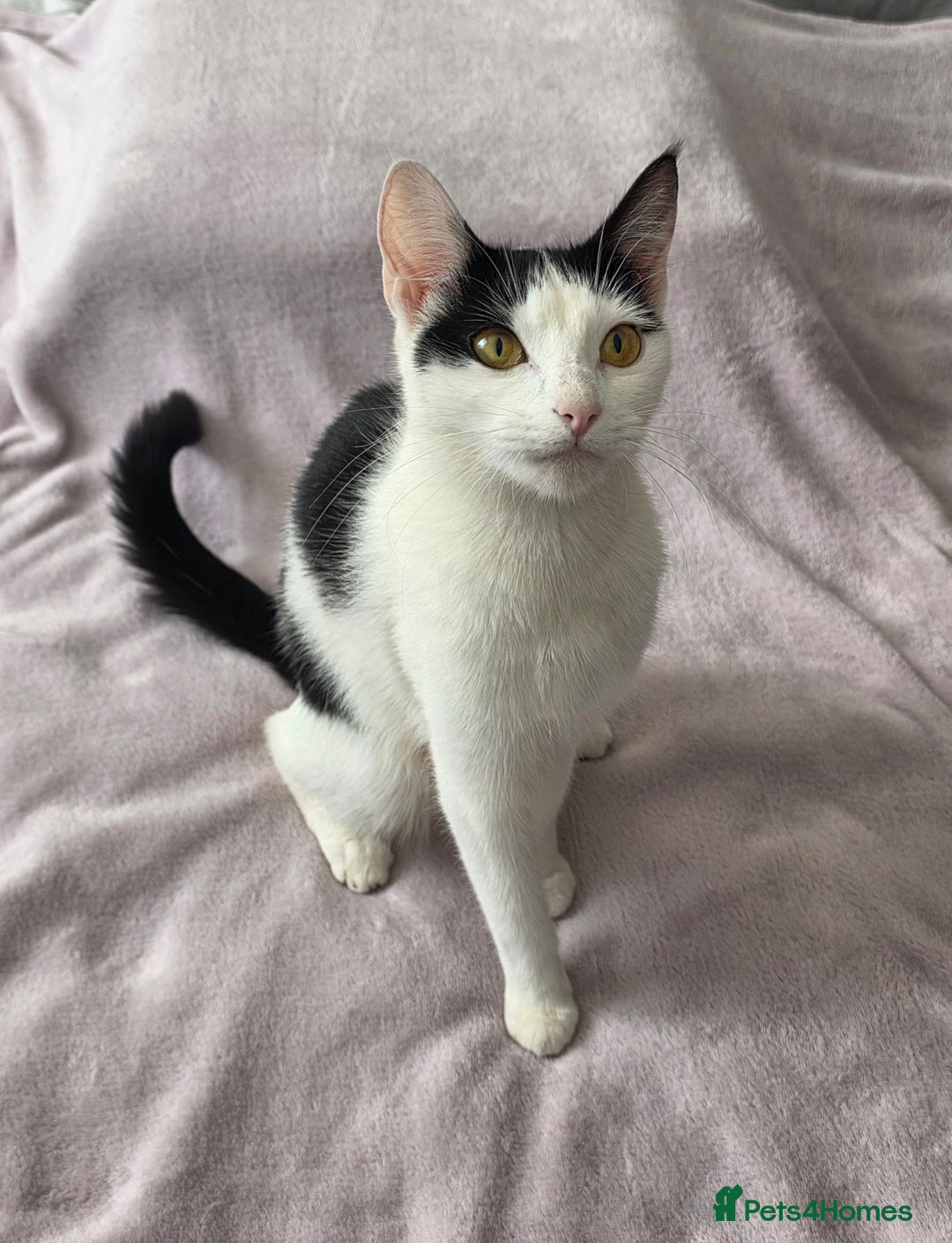 Domestic Shorthair cats for sale: domesticated shorthair kittens - Image 13