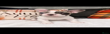 French Bulldog 1