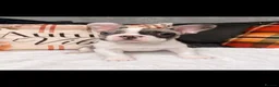 French Bulldog dogs for sale: 🐾  BEAUTIFUL FRENCH BULLDOG BOYS AVAILABLE 🐾 - Advert 2