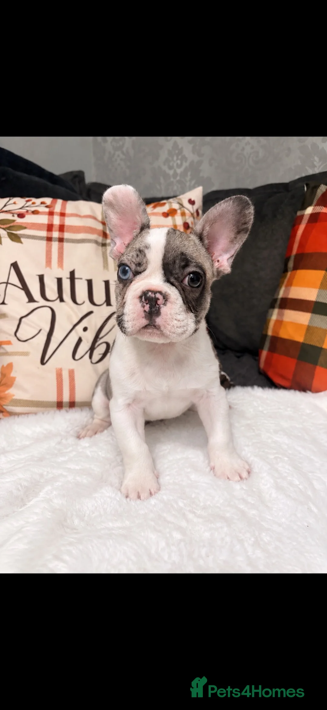 French Bulldog dogs for sale: 🐾  BEAUTIFUL FRENCH BULLDOG BOYS AVAILABLE 🐾 - Advert 2