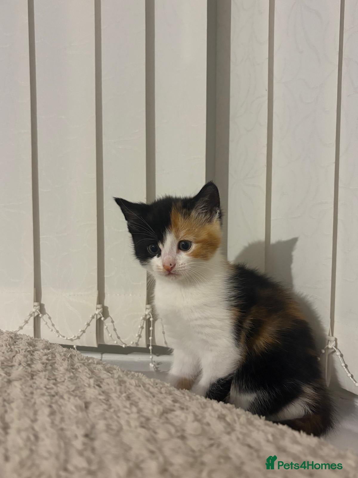Mixed Breed cats Beautiful kitten for sale - Advert 2