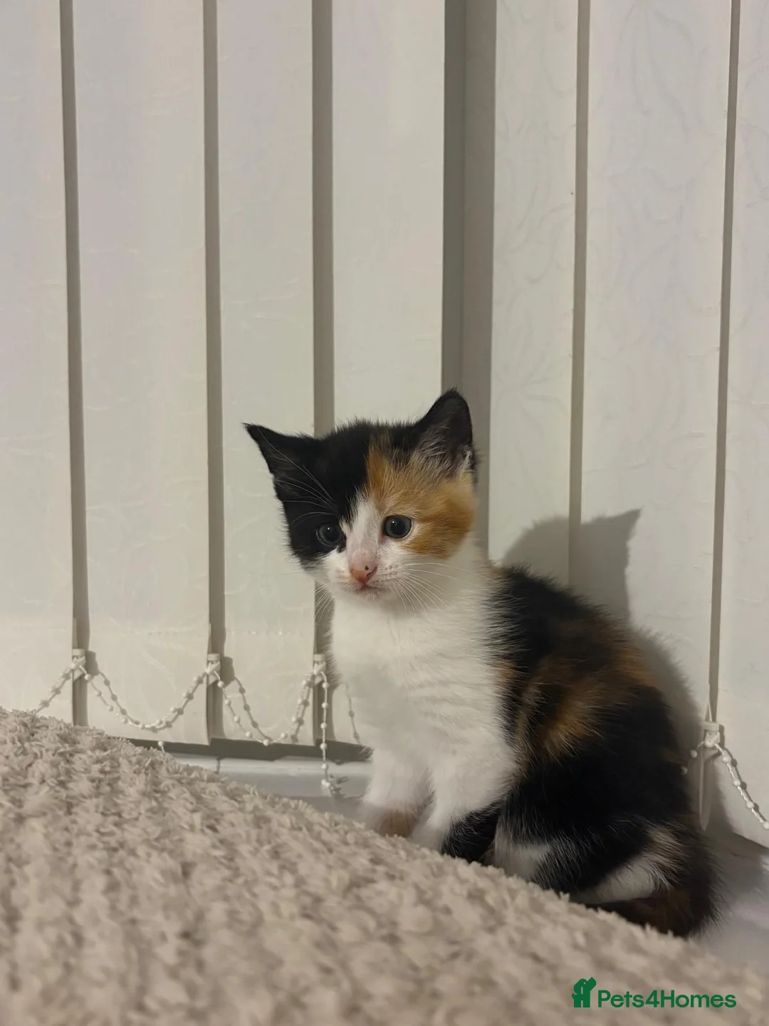 Mixed Breed cats for sale: Beautiful kitten for sale - Advert 1