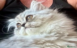 Persian cats for sale: Two multicoloured Persian females - Image 10