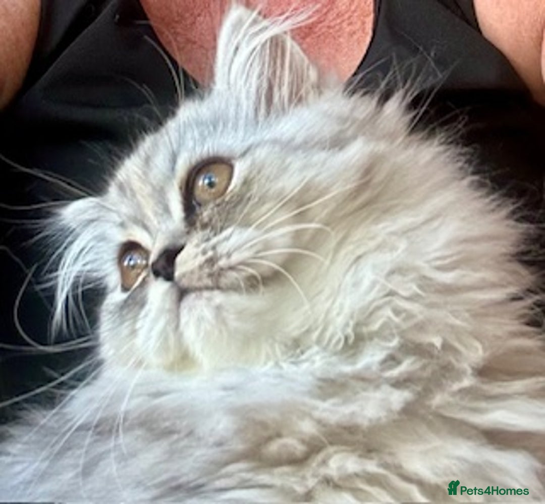 Persian cats for sale: Two multicoloured Persian females - Image 10