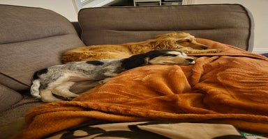 Cocker Spaniel dogs Reduced**** Ready Now Cocker Spaniel puppies 🐶  - Advert 14