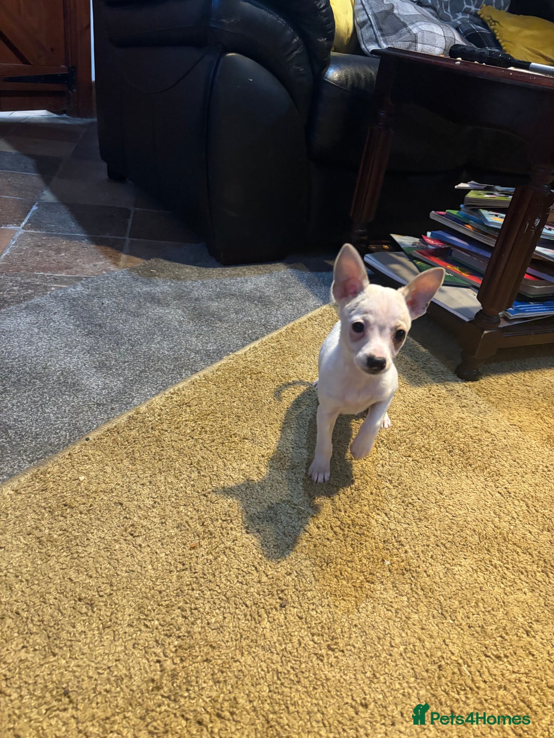 Mixed Breed dogs for sale: Adorable Jack Russel x Chihuahua puppies  - Advert 7