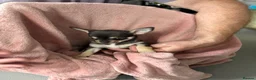 Chihuahua dogs for sale: 4 smooth coat apple head Chihuahua puppies - Advert 5