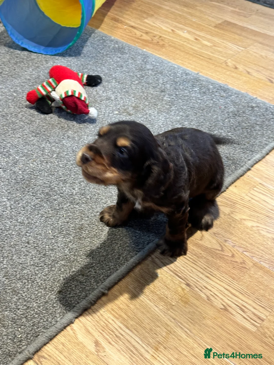Cocker Spaniel dogs for sale: 2 Handsome Choc+tan and Gold boys - Advert 16
