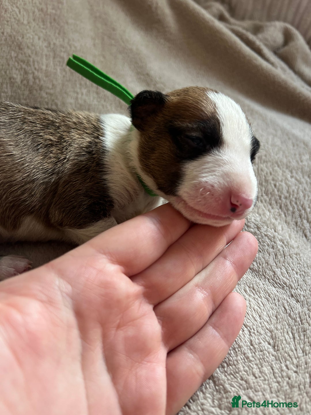 English Bull Terrier dogs for sale: English bull terriers  - Image 21