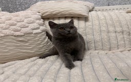Scottish Fold cats for sale: Handsome boys available  - Image 1