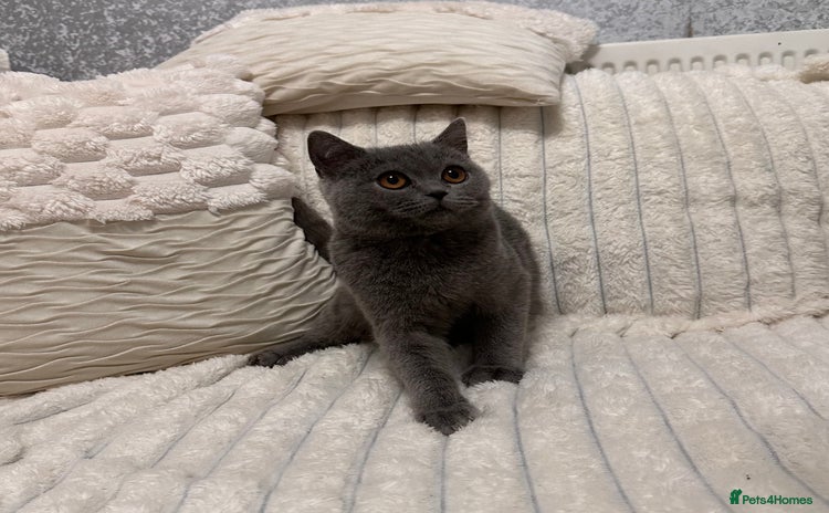 Scottish Fold cats - Advert 1