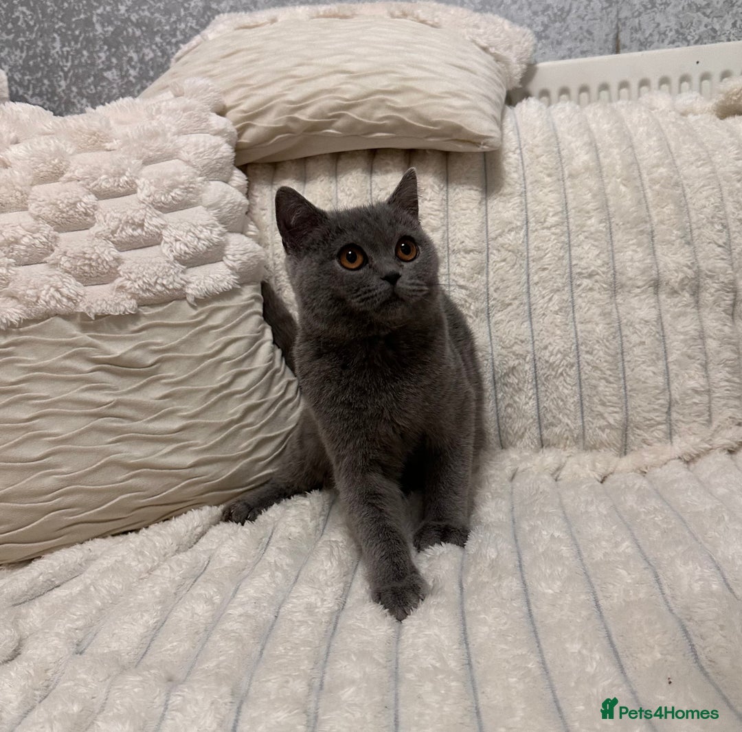 Scottish Fold cats for sale: Handsome boys available  - Image 1