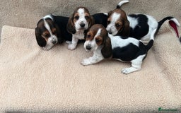 Basset Hound dogs for sale: Bassat hound puppys  - Image 3