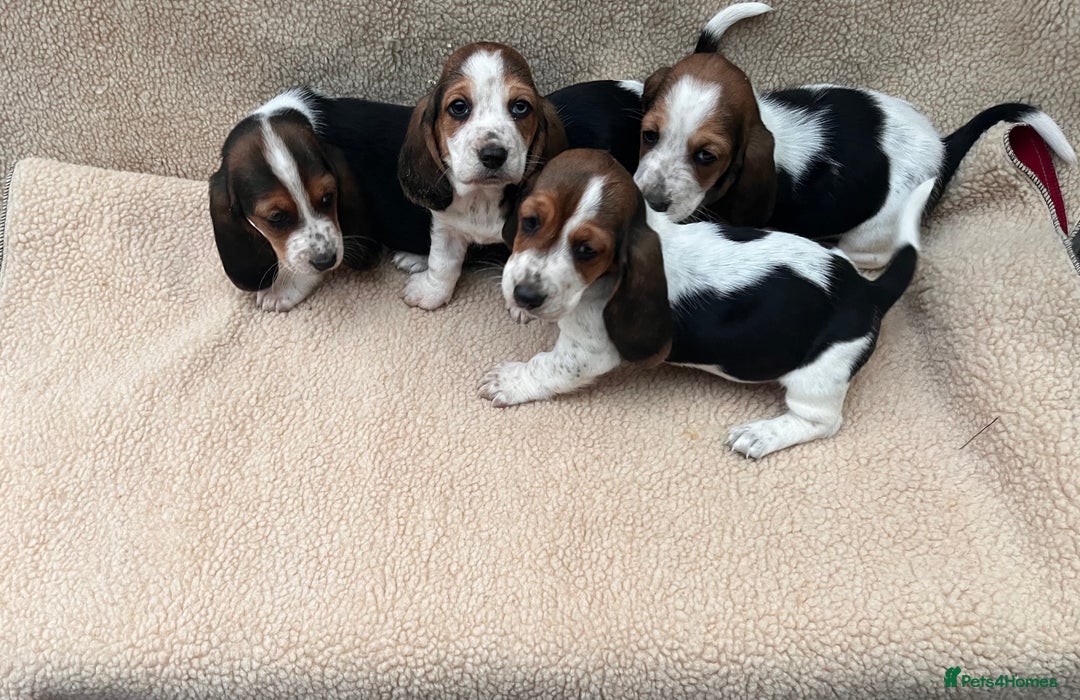 Basset Hound dogs for sale: Bassat hound puppys  - Image 3