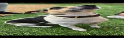 Jack Russell dogs for sale: Beautiful jack russels in Bury Saint Edmunds - Advert 3