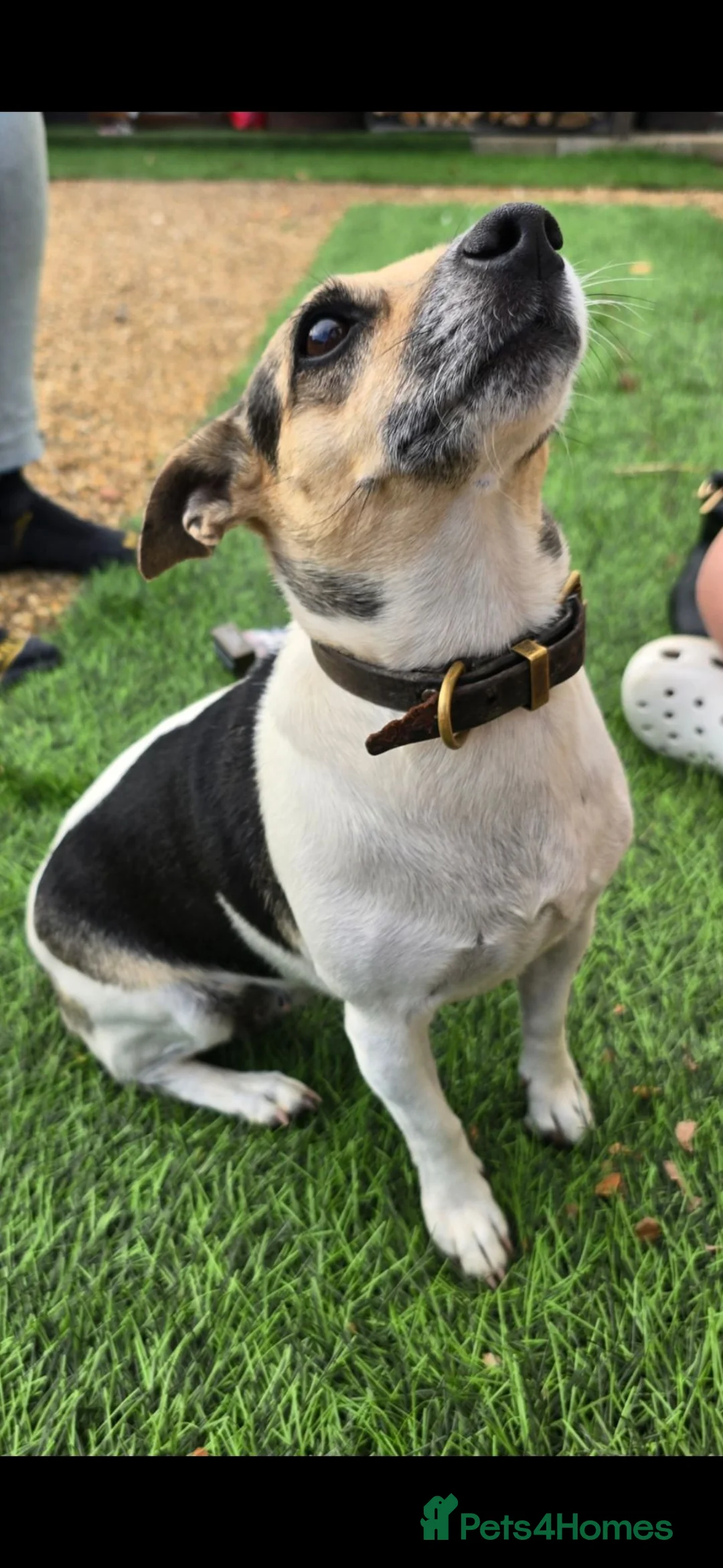 Jack Russell dogs for sale: Beautiful jack russels in Bury Saint Edmunds - Advert 3