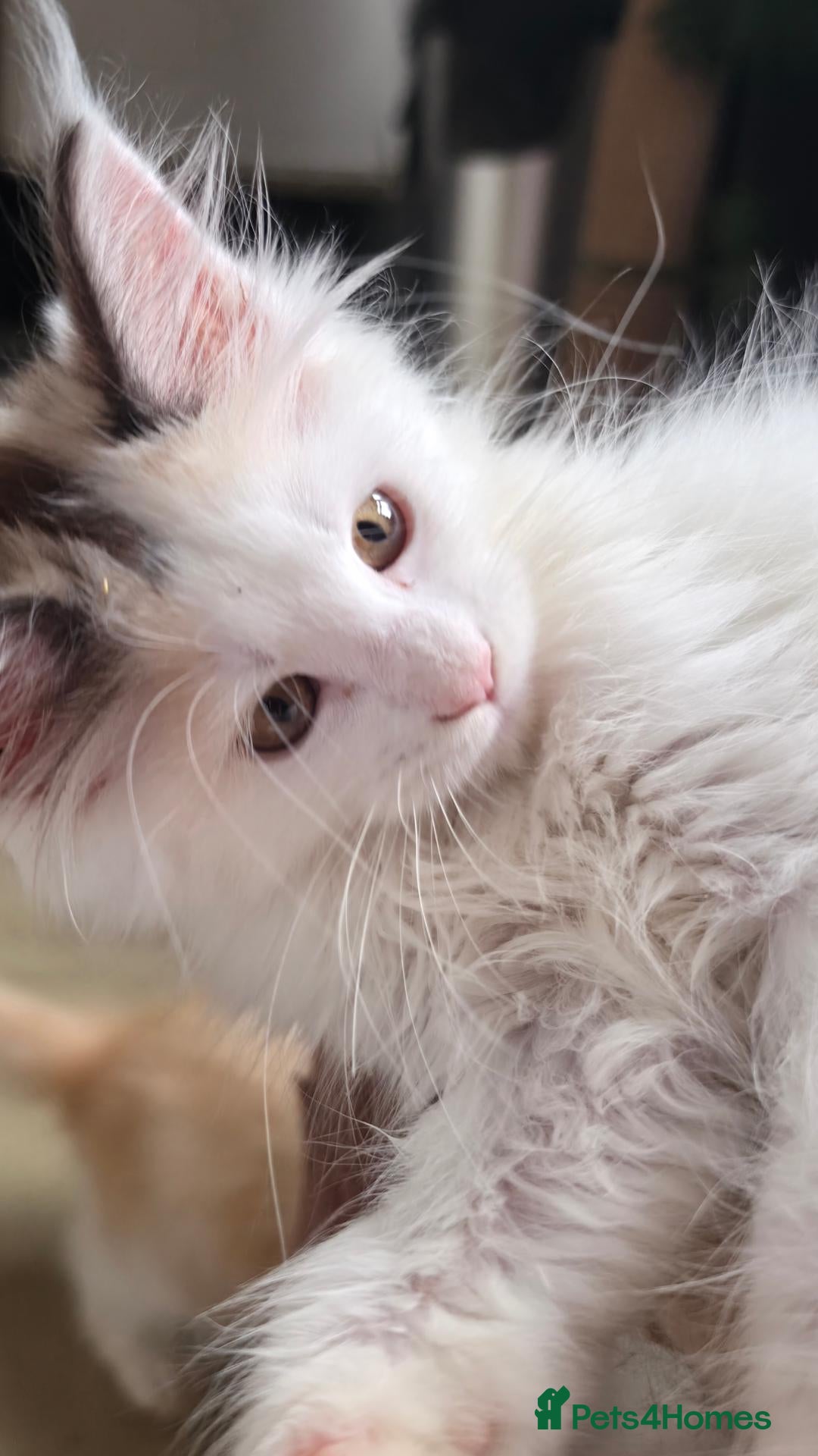 Maine Coon cats Ready now Stunning Maine coon kittens  - Advert 1