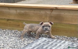 Staffordshire Bull Terrier dogs for sale: Staffordshire Bull Terrier Pups KC REGISTERED  - Image 4
