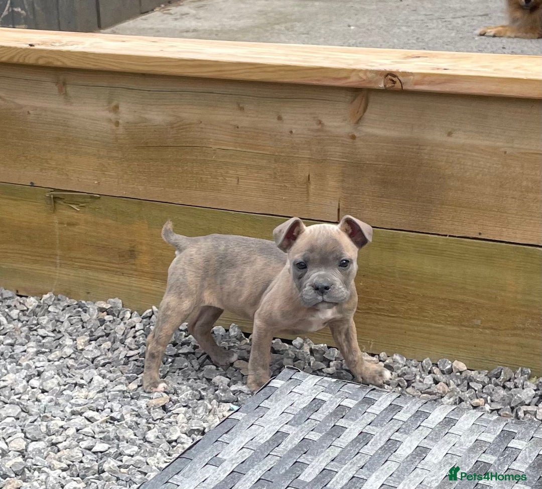 Staffordshire Bull Terrier dogs for sale: Staffordshire Bull Terrier Pups KC REGISTERED  - Image 4