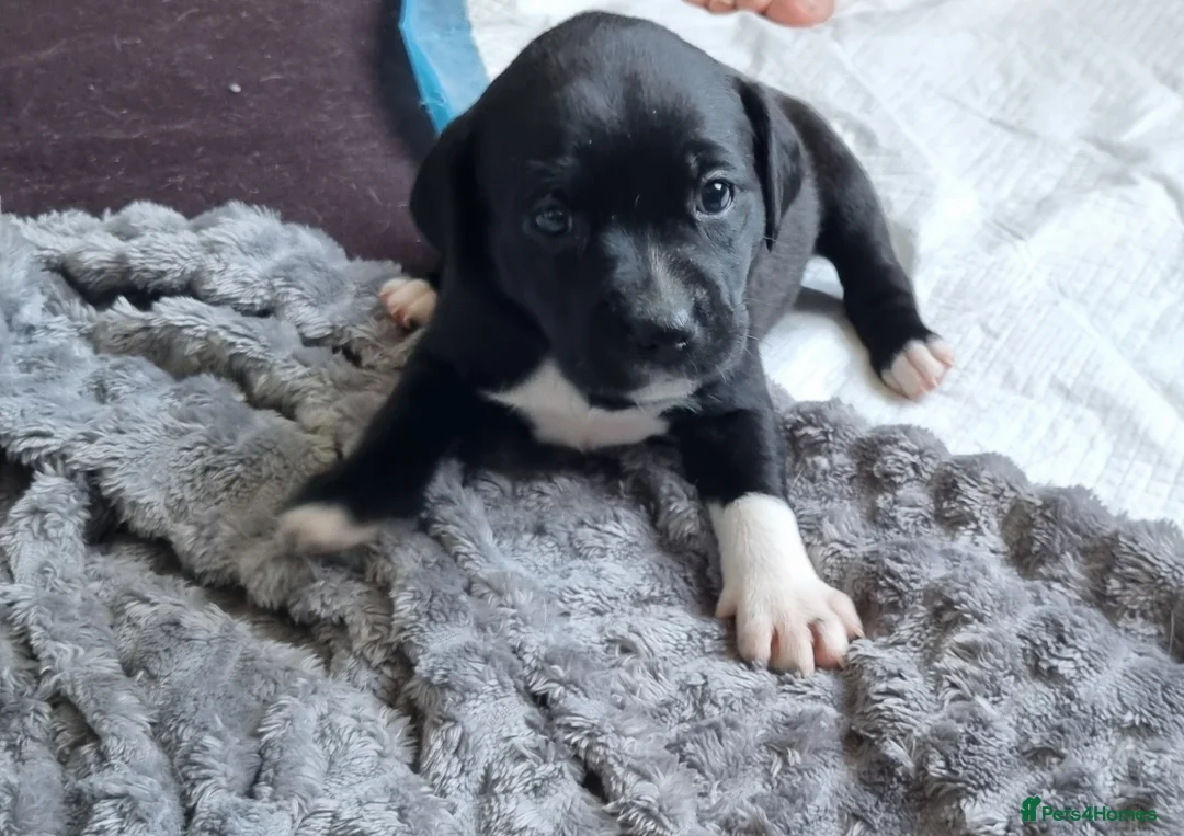 Mixed Breed dogs for sale: 3 xx Stunning Girls Left Staffador Puppies  - Advert 20