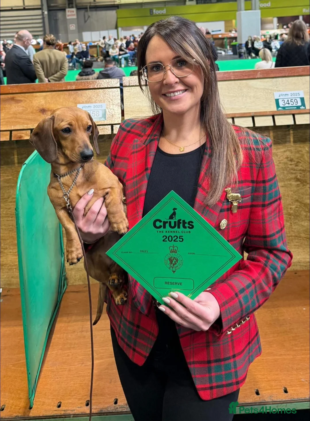 Miniature Dachshund dogs for sale: Stunning Red & Fawn Miniature Dachshund Puppies - Advert 6