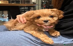 Cavapoo dogs for sale: F1 Toy Cavapoo girl puppy beautiful lapdog - Advert 7