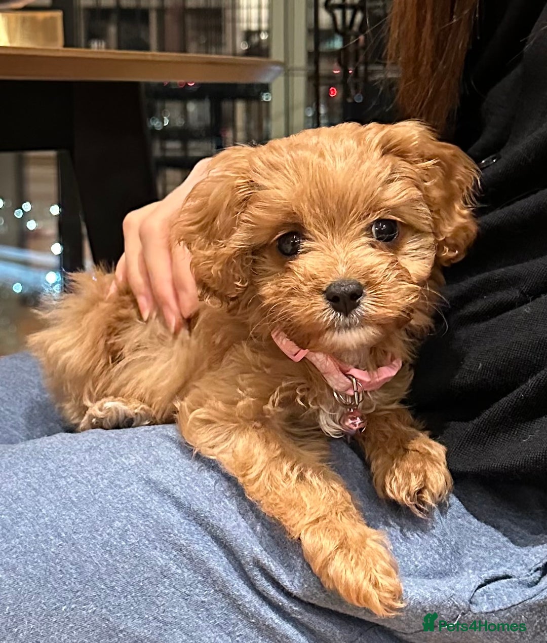 Cavapoo dogs for sale: F1 Toy Cavapoo girl puppy beautiful lapdog - Advert 7