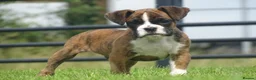 Boxer dogs for sale: Beautiful boxer puppy  - Advert 4