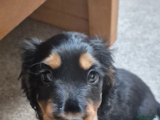 Cocker Spaniel dogs Kc show cocker spaniel puppies - Advert 4