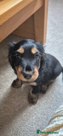 Cocker Spaniel dogs Kc show cocker spaniel puppies - Advert 1