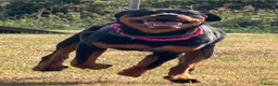 Rottweiler dogs for sale: Stunning Rottweiler female in Littlehampton - Advert 3