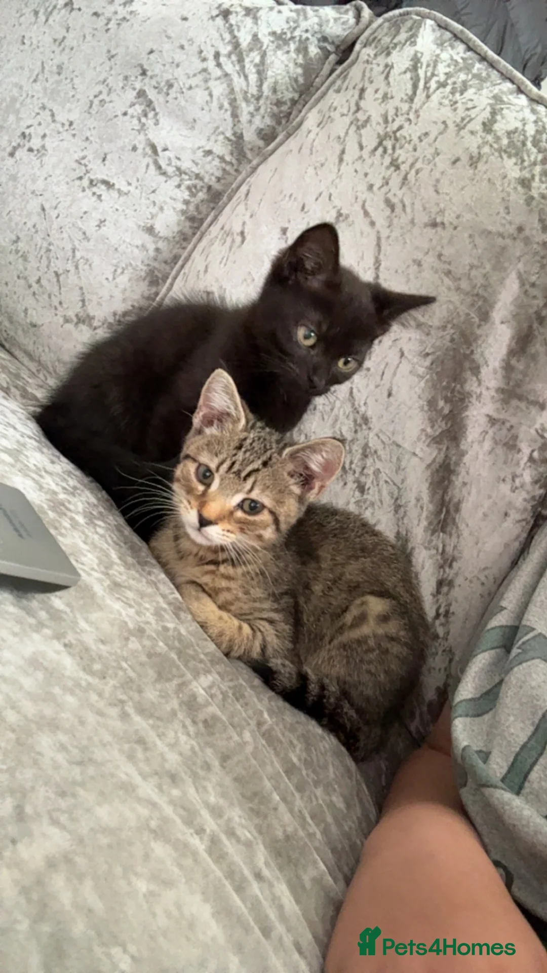 British Shorthair cats for sale: Male kittens  in Halifax - Advert 2